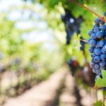 Quel est l'importance de la fermentation alcoolique dans la fabrication de vin ?