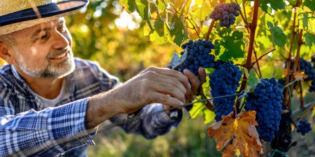 Quelle est la différence exacte entre un viticulteur et un vigneron ?