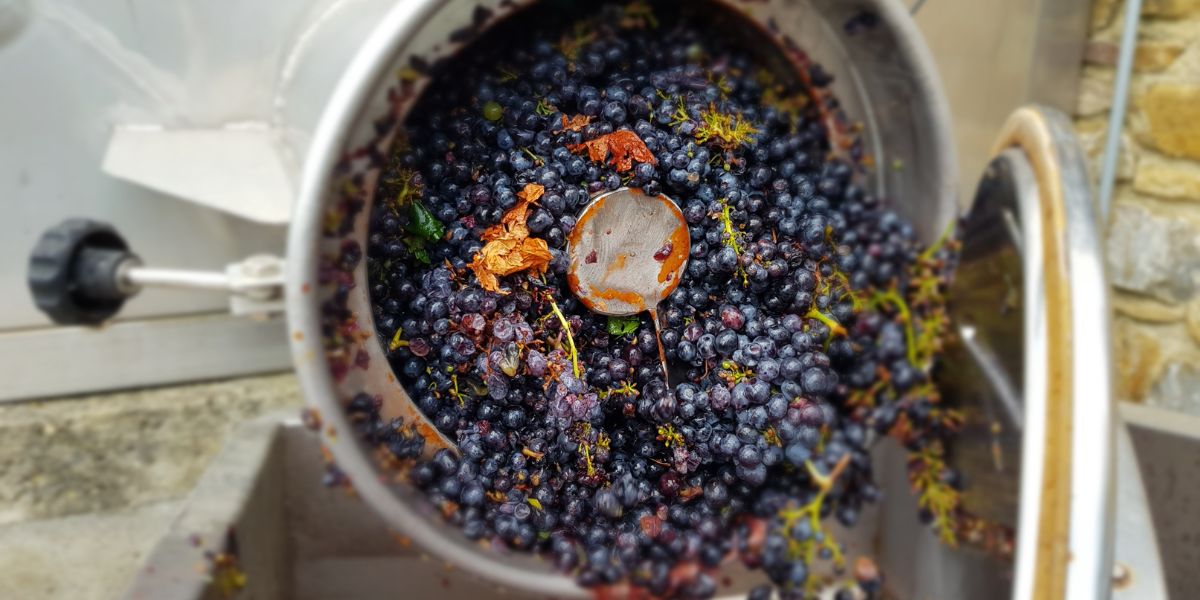 Comment on fait le vin ?