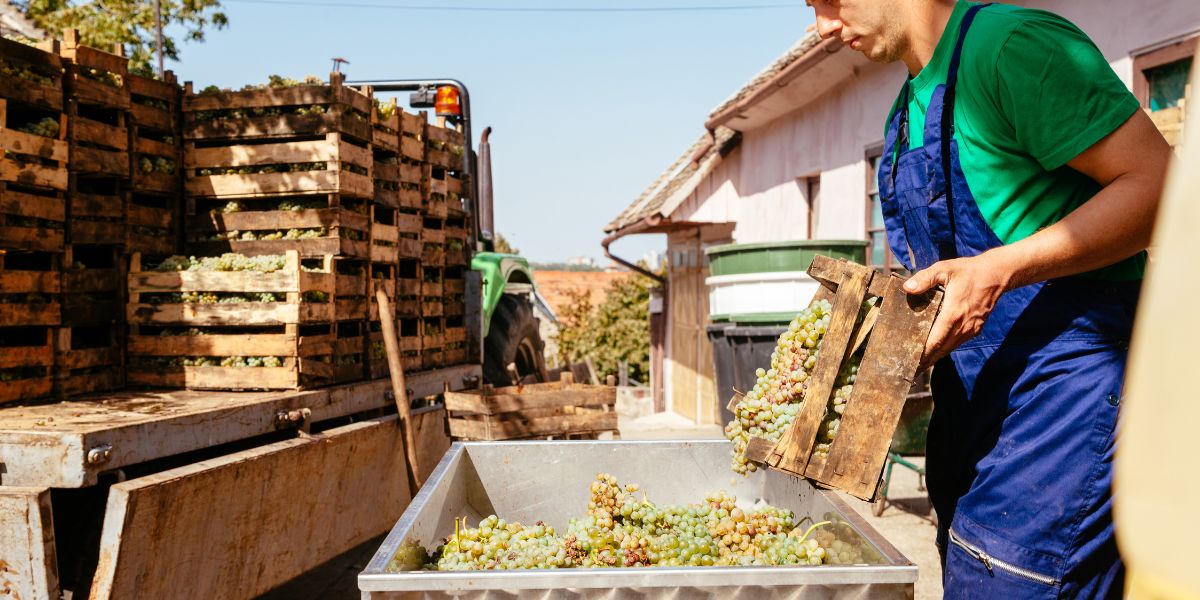 Comment le raisin se transforme en vin ?