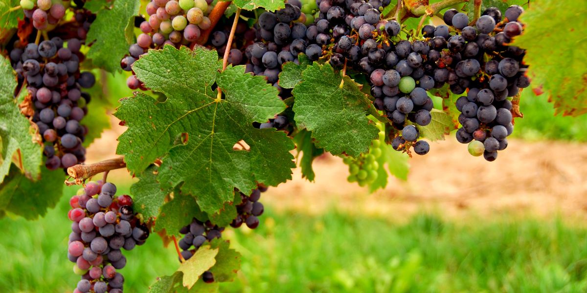 Comment est fait le vin naturel ?