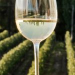 Savez-vous comment se fait la fabrication de vin blanc ?