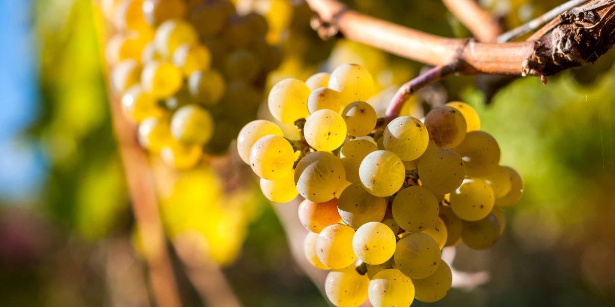 Quels sont les vins produits avec des raisins blancs ?