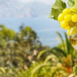 Quelles sont les différences entre le vin biodynamique, le vin naturel et le vin biologique ?