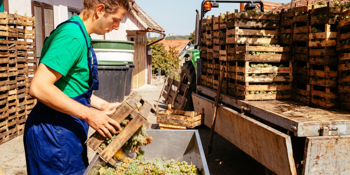 faire-du-vin