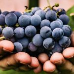 Comment prévenir la coulure des raisins ?
