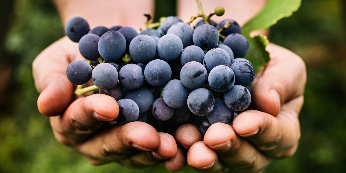 Comment prévenir la coulure des raisins ?