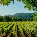 Quelle région produit le plus de vin ?