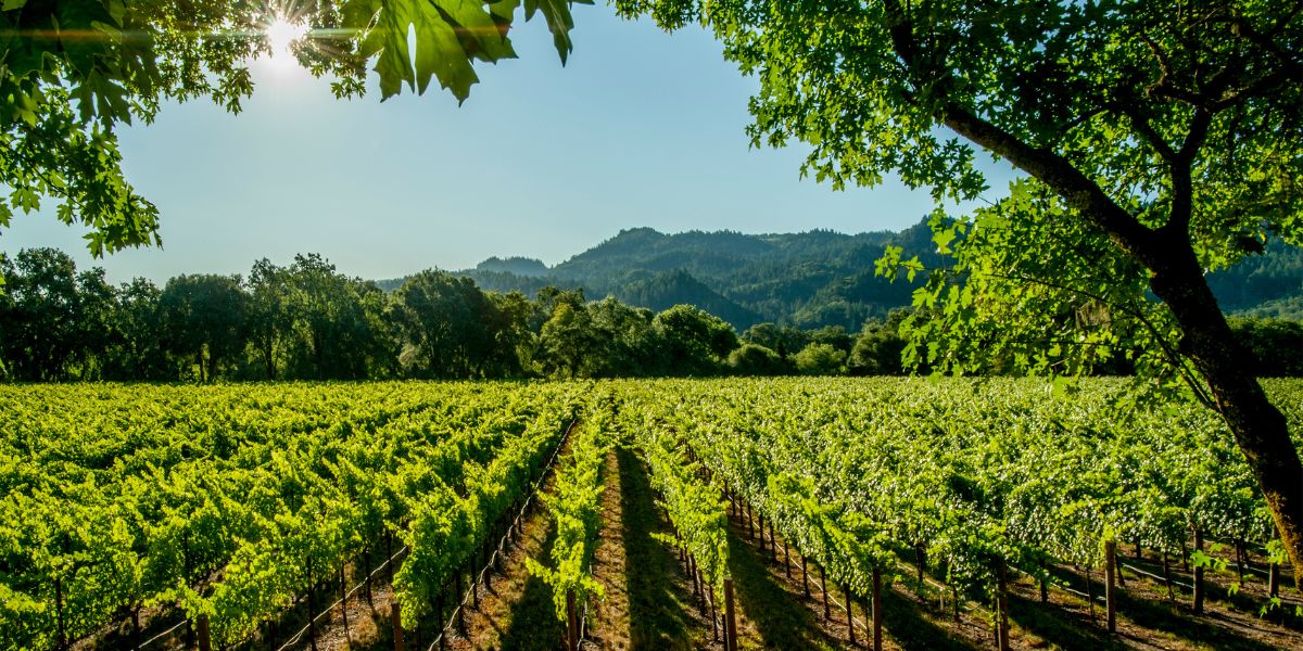 Quelle région produit le plus de vin ?