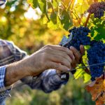Quelle est la différence exacte entre un viticulteur et un vigneron ?