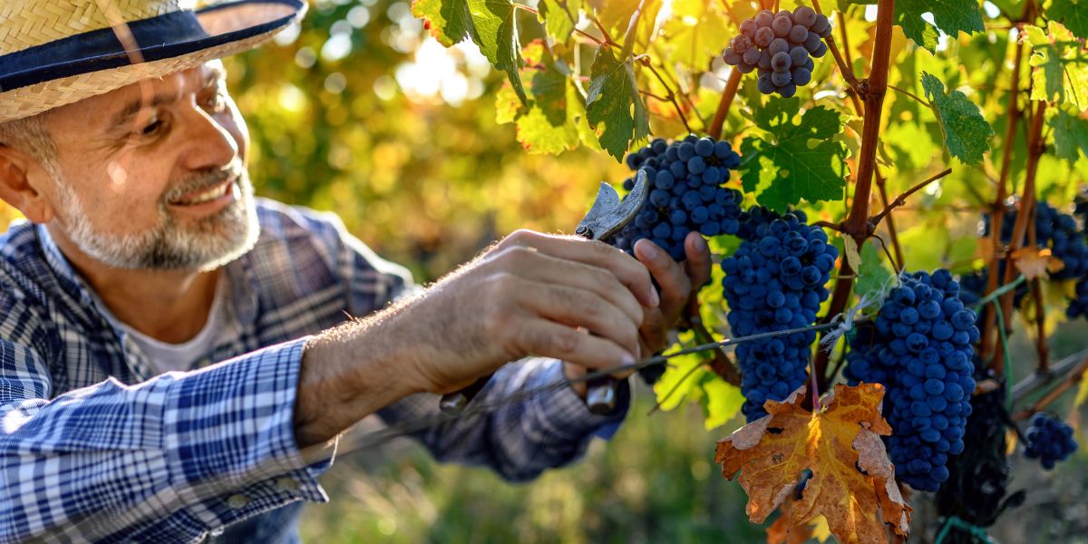 Quelle Est La Différence Exacte Entre Un Viticulteur Et Un Vigneron ...