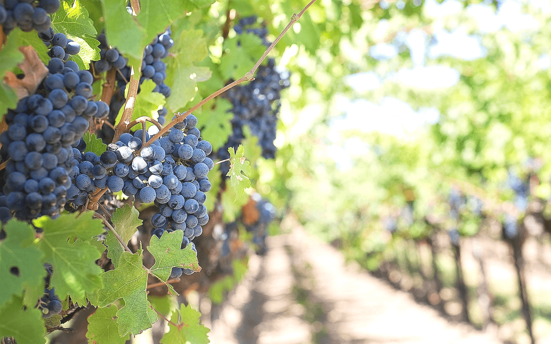 Quels sont les cépages de Bourgogne ?