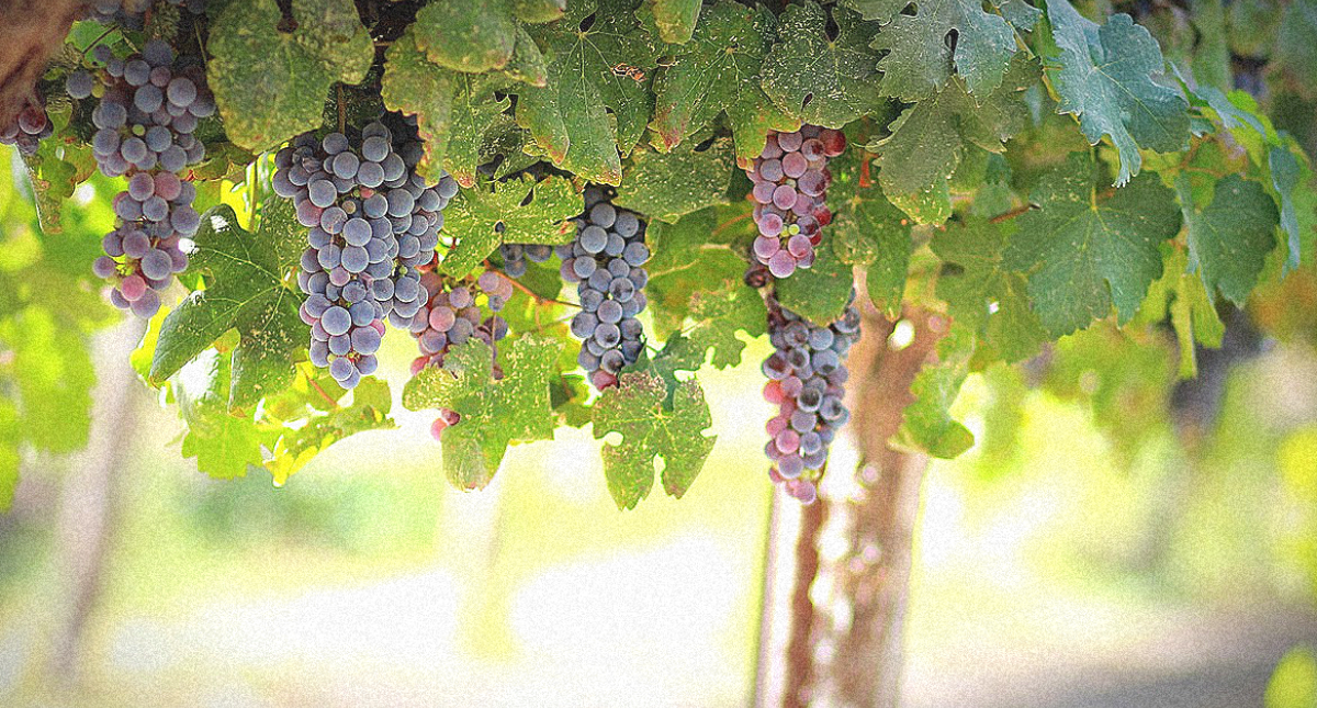 grappes et vignes