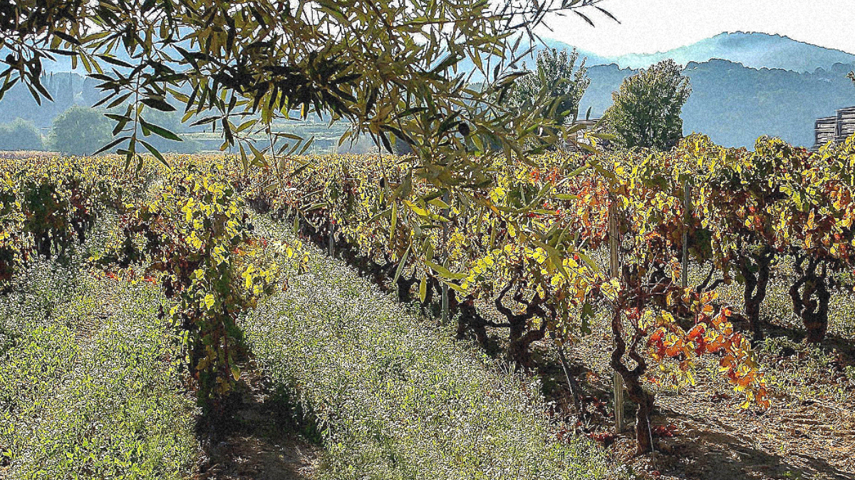 vins de Bandol