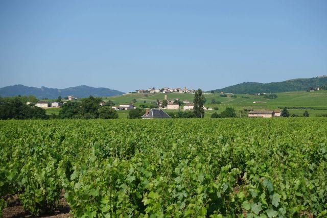 Les appellations de vin Les appellations de vin