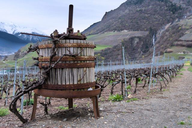 Les bouteilles de vin vides : réutiliser ou jeter ? bouteilles de vins réutilisées comme pot de fleur