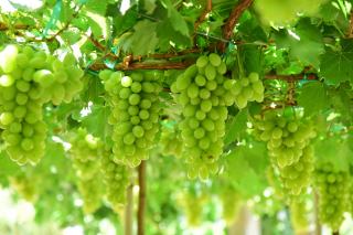 Ce qui arrive à votre corps lorsque vous buvez du vin blanc ?