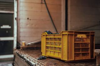 Comment se fait la couleur du vin ?