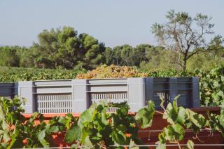 Comment faire du vin avec du jus de raisin ?