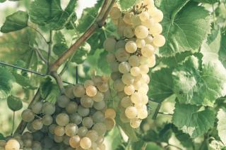 Comment faire du vin rouge avec du raisin blanc ?