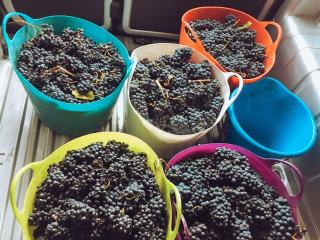 Comment faire pour brasser du vin blanc à la maison ?