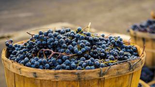 Comment le vin rouge est-il fabriqué ?