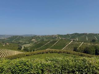 Découvrir le vin de Barbaresco : une histoire et une tradition