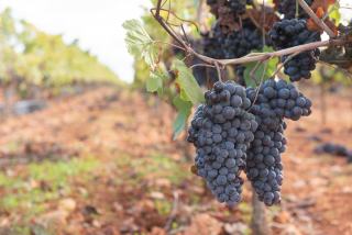 D’où viennent les couleurs du vin ?