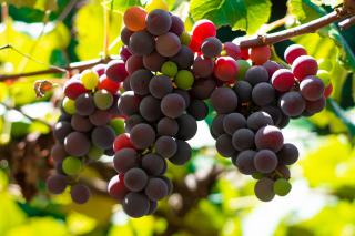 D’où vient la couleur du vin rouge ?