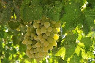 La différence entre le vin rouge et le vin blanc