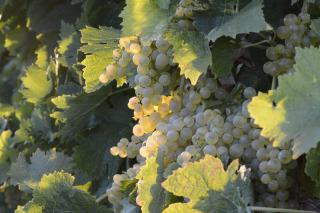 Le vin blanc est-il bon pour la santé ?