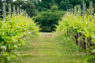 Le vin nature: est-ce bio ?