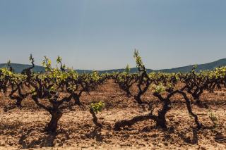 Les particularités d’un vin nature