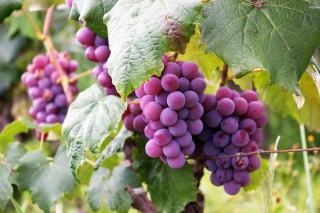 Les raisins pour un bon vin rosé
