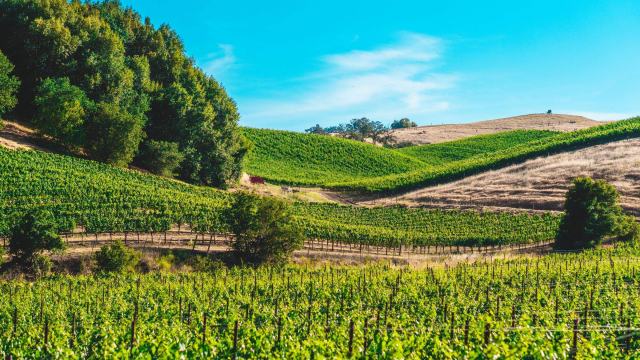 Mais pourquoi choisir le vin nature ? Mais pourquoi choisir le vin nature ?