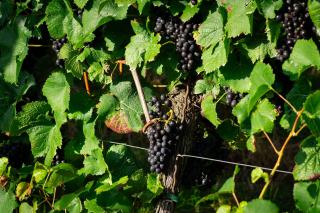 Pour le vin rouge , quel est le raisin utilisé ?