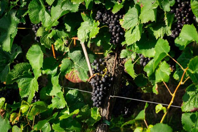 Pour le vin rouge, quel est le raisin utilisé ? Pour le vin rouge , quel est le raisin utilisé ?