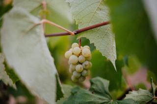 Pourquoi le vin blanc est plus mauvais que le rouge ?