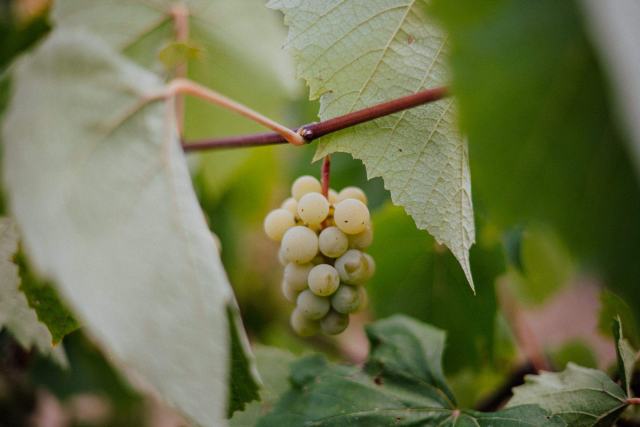 Le vin blanc est-il plus mauvais que le rouge ? Pourquoi le vin blanc est plus mauvais que le rouge ?