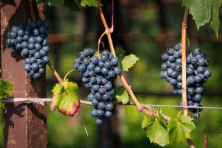 Quel est le meilleur vin pour la santé ?