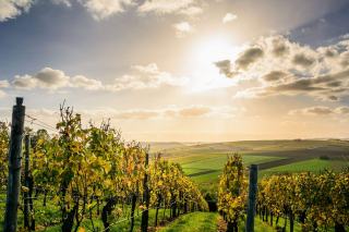 Quel est le vin le plus naturel ?