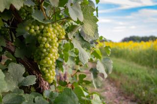 Quel raisin pour faire du vin blanc ?