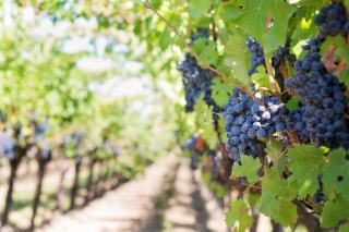 Quel vin est meilleur blanc ou rouge ?