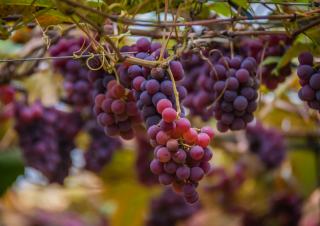 Quelle couleur de raisin doit-on utiliser pour faire du rosé ?