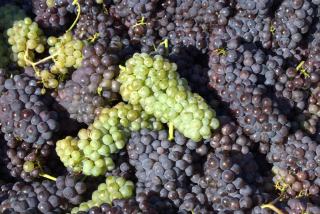 Quelle est la différence entre le vin rouge et le vin blanc ?
