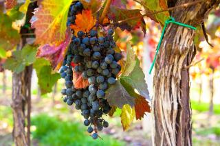 Quelle est la meilleure façon de vérifier la robe d’un vin ?