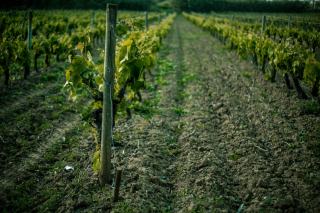 Quelles sont les différences entre le vin biodynamique, le vin naturel et le vin biologique ?