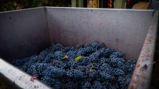 Quelles sont les étapes de la fabrication du vin rouge ?
