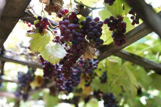 Quels raisins pour quel vin ?