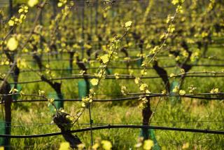 Qu’est-ce qu’un vin naturel ?